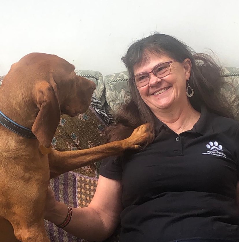 Sherlock the Vizsla placing his paw on me whilst home boarding